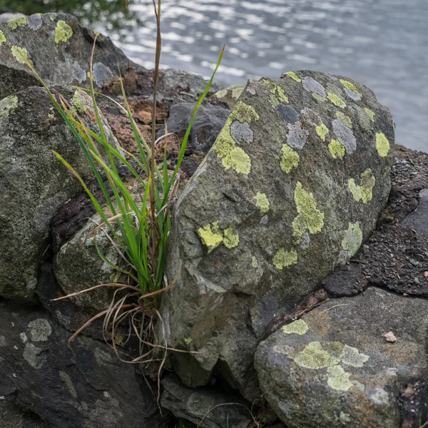 Roca cubierta de liquen en Ullswater — Foto de Stock