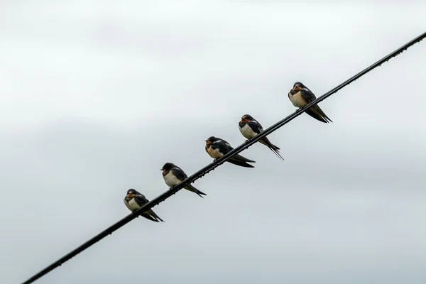 European Barn Swallows (Hirundo rustica) resting on a telephone — Stock Photo, Image