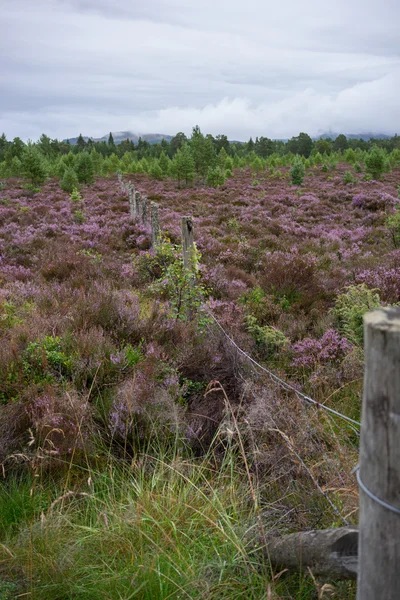 İskoç Heather Aviemore yakınındaki tam Bloom — Stok fotoğraf