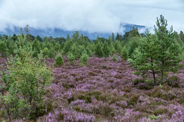 Шотландський Хізер в повному розквіті поблизу Aviemore — стокове фото