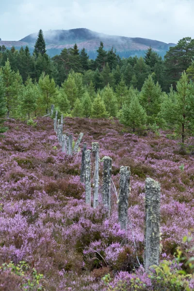 Schottische Heide in voller Blüte in der Nähe von aviemore — Stockfoto