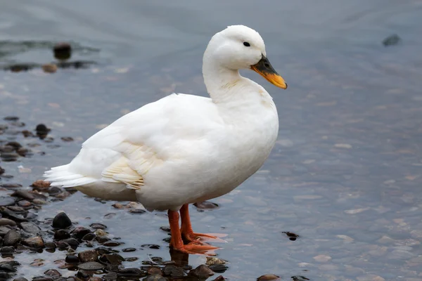 Білий качка в Loch Insh — стокове фото