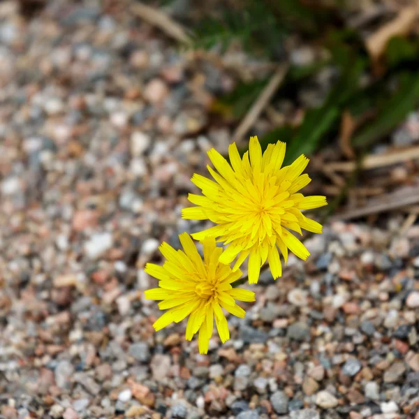 Цветки ястреба (Fabacium caespitosum) — стоковое фото