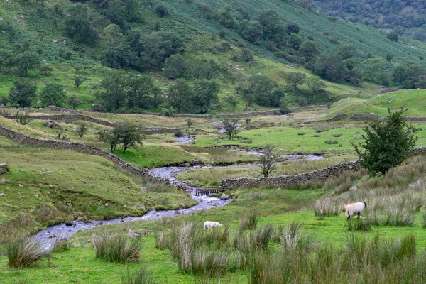 Schafe in der Nähe eines Flusses nördlich von Windermere — Stockfoto