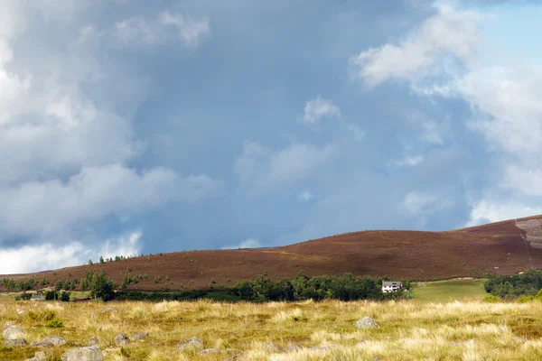 Хізер на Cairngorm гірський хребет — стокове фото