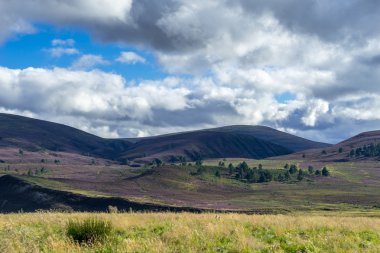 Heather Cairngorm Sıradağları üzerinde