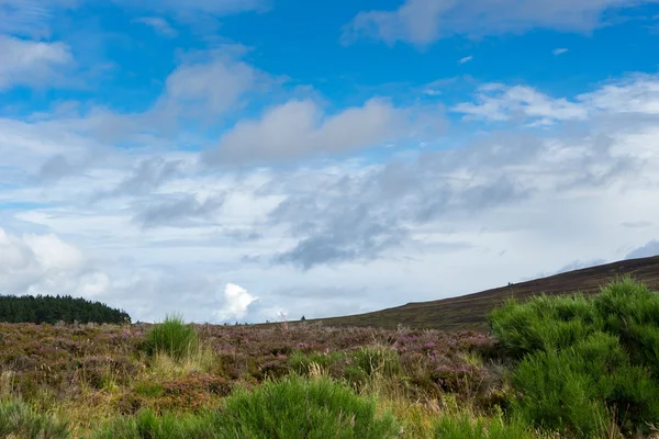 Heather poblíž Lochindorb — Stock fotografie