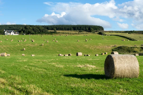 Farm near Culloden — Stock Photo, Image