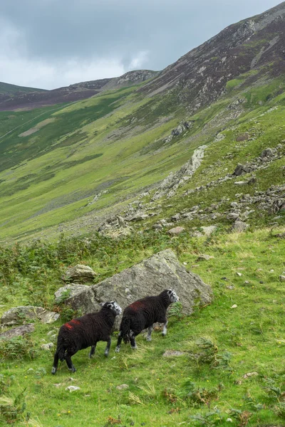 Zwarte schapen in het Pass Honister — Stockfoto