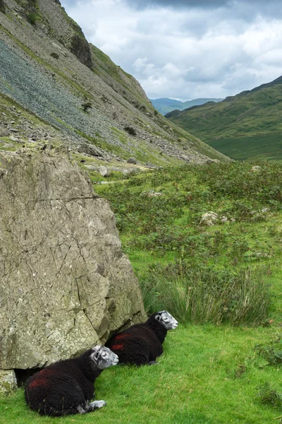 Pecora nera al Passo Honister — Foto Stock