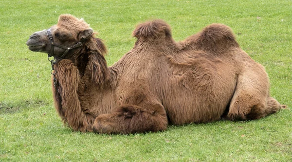 Dvouhrbý (Camelus bactrianus) — Stock fotografie