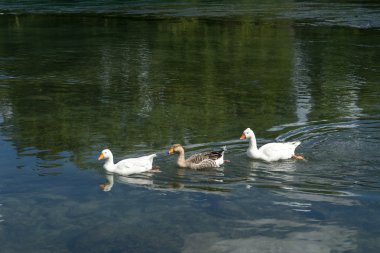 Brivio Lombardy İtalya'da Adda Nehri üzerinde Kazlar