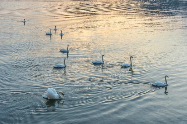 Лебеди на озере Маджоре-Пьемонт — стоковое фото