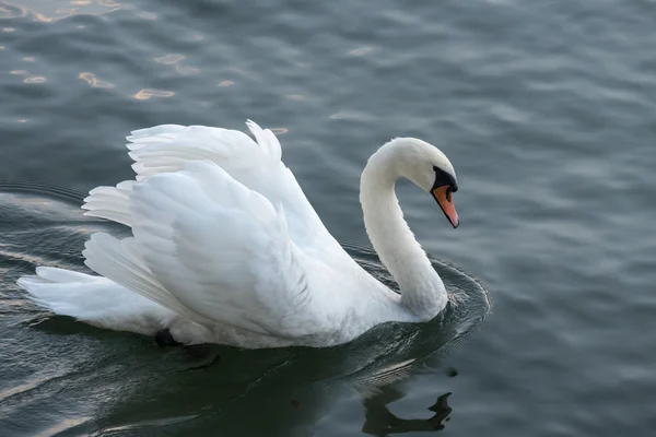 Cisne no Lago Maggiore Piemonte Itália — Fotografia de Stock