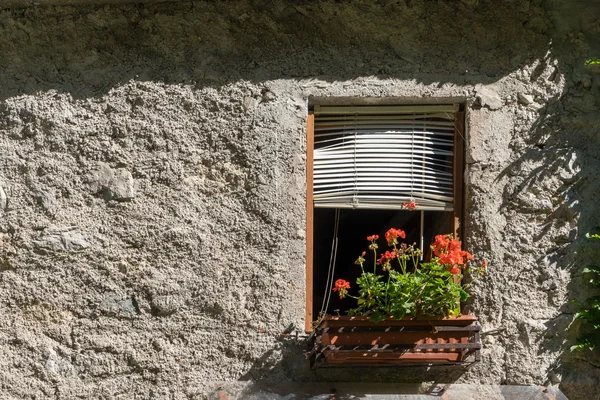 VAL VERTOVA, LOMBARDY/ ITALY - SEPTEMBER 20: Geraniums by a wind — Stock Photo, Image