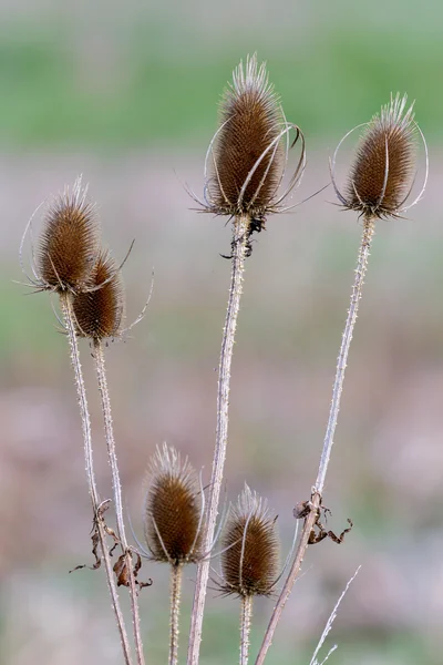 Teasels (Dipsacus ) — стокове фото