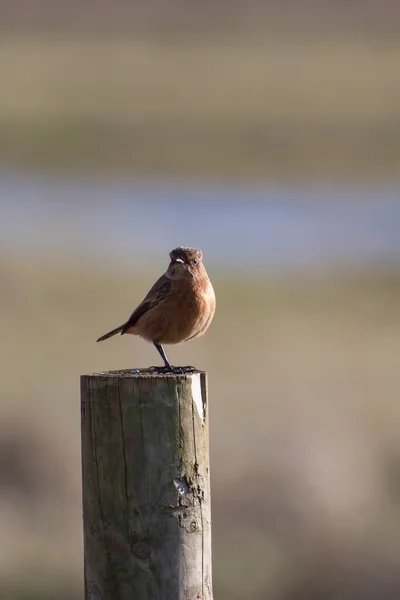 Gemensamma buskskvätta (saxicola rubicola) — Stockfoto