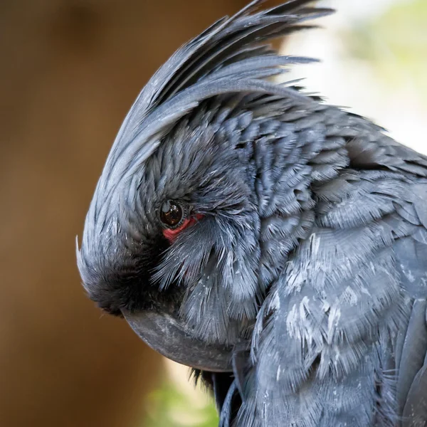 Grijze kaketoe (Cacatuidae) — Stockfoto