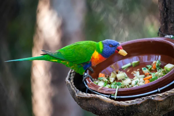 Regenbogenlorikeet essen — Stockfoto