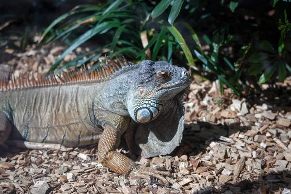 Iguana at Loro Parque Zoo — Stock Photo, Image