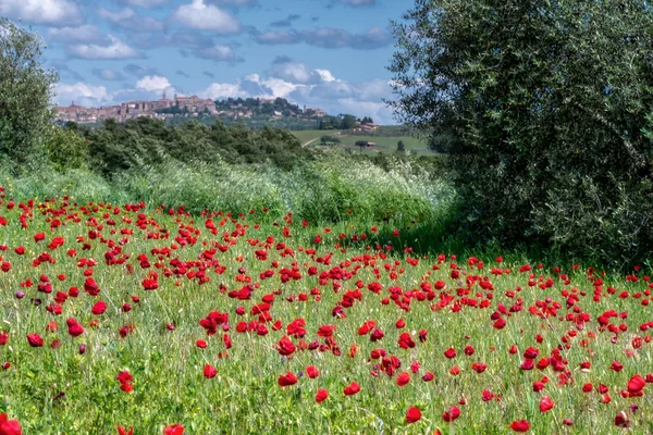 Vilda vallmo i ett fält i Toscana — Stockfoto