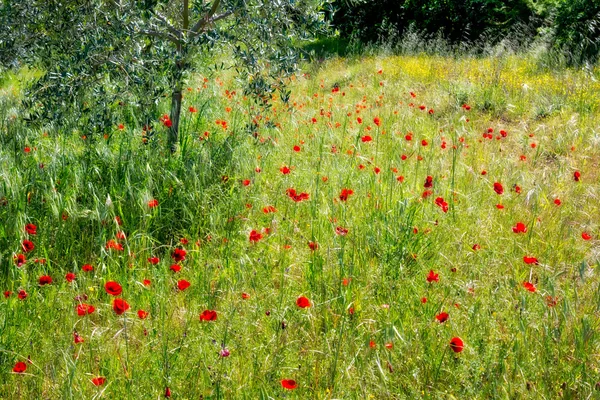 Wilder Mohn auf einem Feld in der Toskana — Stockfoto