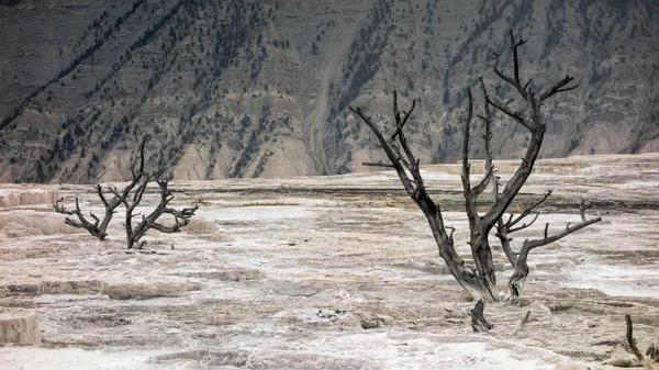 Alberi morti alle sorgenti termali di Mammoth — Foto Stock