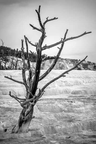 Árbol muerto en Mammoth Hot Springs — Foto de Stock