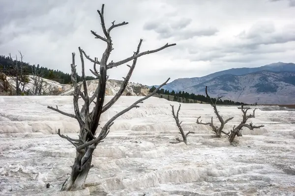 Árvores mortas em Mammoth Hot Springs — Fotografia de Stock