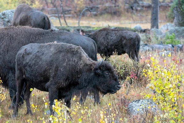 American bison (Bison bison) — Stock Photo, Image