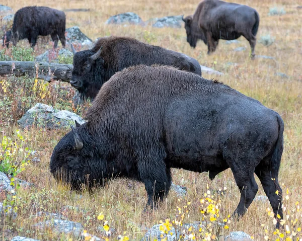 Amerikan bizonu (bizon bizon) — Stok fotoğraf
