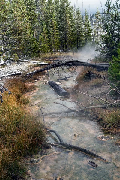 Mrtvé stromy v Yellowstone Creek — Stock fotografie