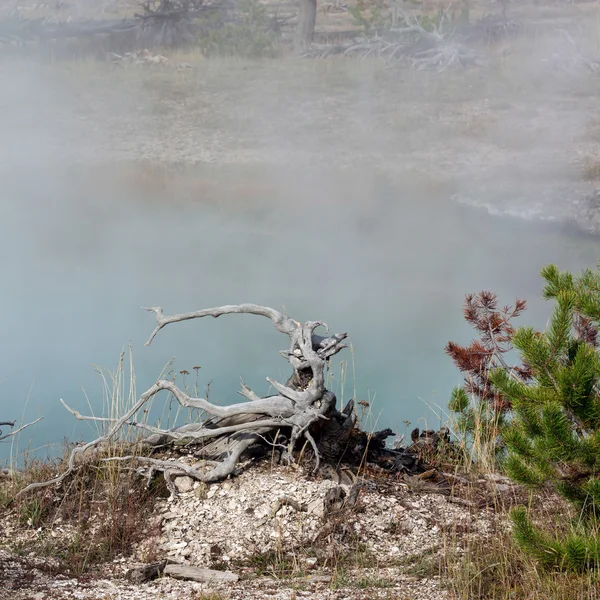 Büyük Prismatik Bahar 'da Ölü Ağaç Damlası — Stok fotoğraf
