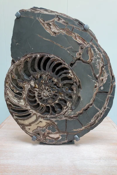 Ammonite (Asteroceras stellare) Early Jurassic period c. 3047