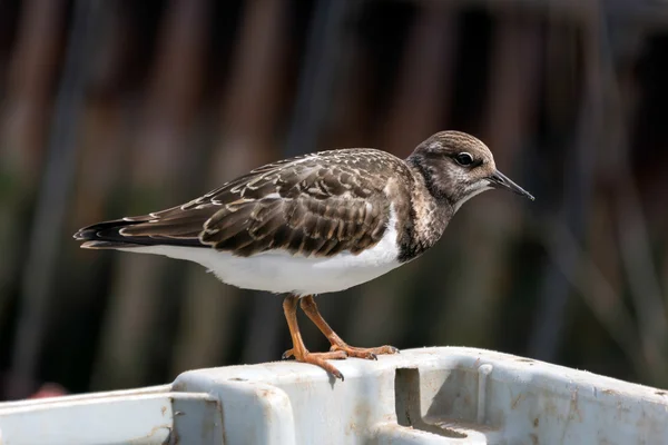 Roter Steinwälzer (arenaria interpretiert) — Stockfoto