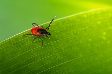 Geyik tik (Ixodes skapularis)