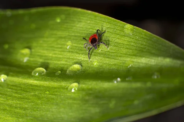 Geyik tik (Ixodes skapularis)