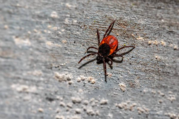 Hirschzecke Ixodes Scapularis lizenzfreie Stockfotos