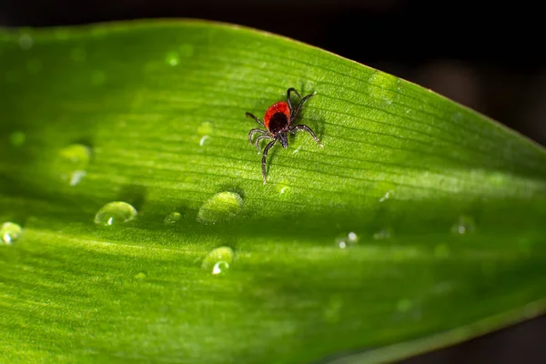 Carrapato Veado Ixodes Scapularis Imagens Royalty-Free