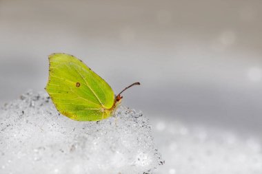 Genel kükürt (Gonepteryx rhamni)