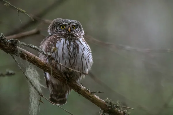 유라시아 올빼미 Glaucidium Passerinum — 스톡 사진