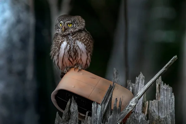 Hibou Pygmée Eurasie Glaucidium Passerinum — Photo