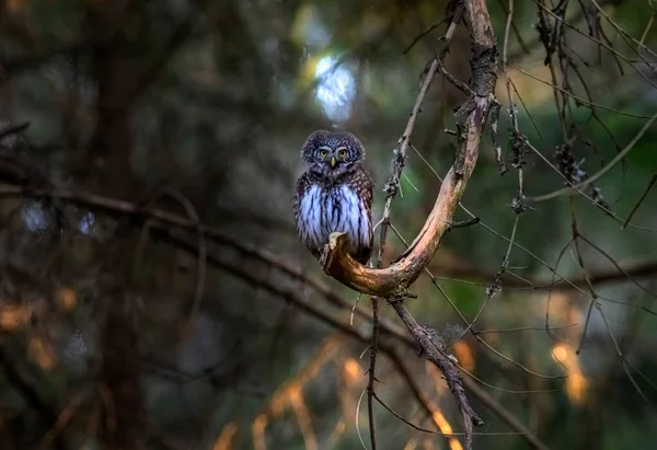 Eurasischer Zwergkauz Glaucidium Passerinum — Stockfoto