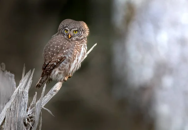 Hibou Pygmée Eurasie Glaucidium Passerinum — Photo