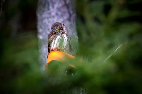 Hibou Pygmée Eurasie Glaucidium Passerinum — Photo