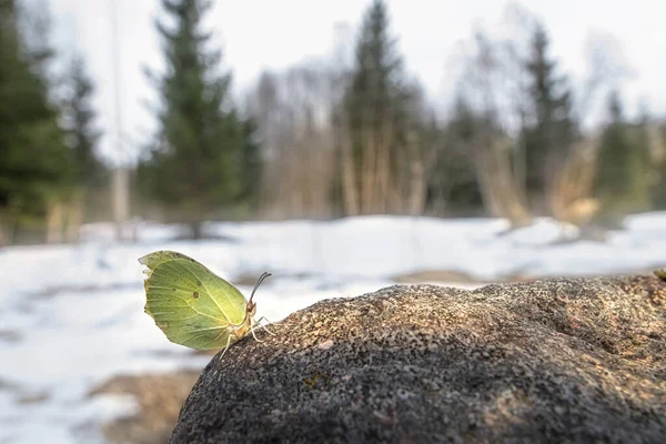 Genel kükürt (Gonepteryx rhamni)