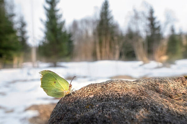 Common brimstone (Gonepteryx rhamni)