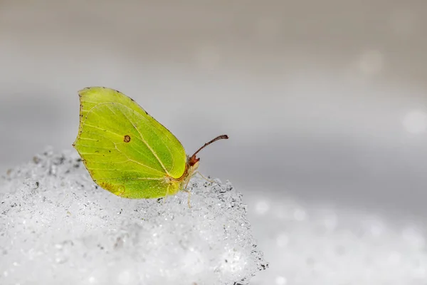 Common Brimstone Gonepteryx Rhamni — Stock Photo, Image