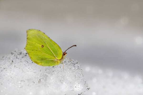 Common brimstone (Gonepteryx rhamni)