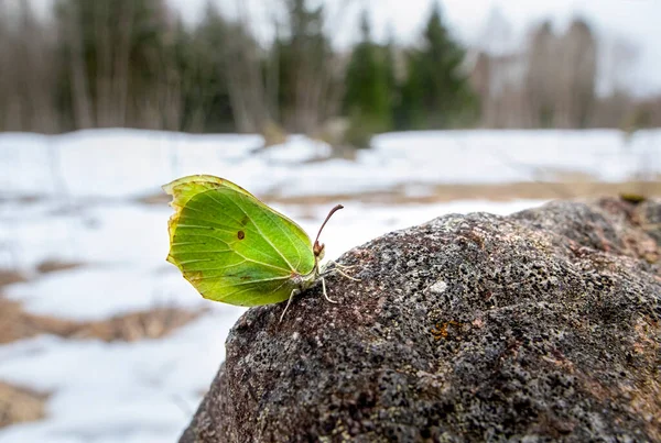 Common Brimstone Gonepteryx Rhamni — Stock Photo, Image